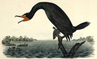 Item #1268 Florida Cormorant: Octavo Print from Audubon’s Birds of America, Circa 1840 –...