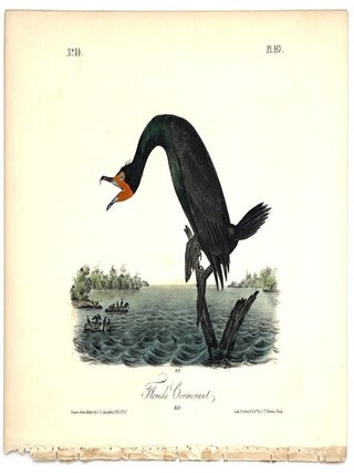 Florida Cormorant: Octavo Print from Audubon’s Birds of America, Circa 1840 – 1844