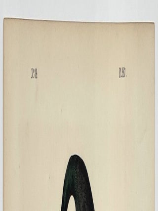 Florida Cormorant: Octavo Print from Audubon’s Birds of America, Circa 1840 – 1844