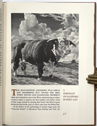 Western Beef Cattle
