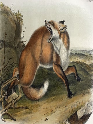 Item #736 American Red Fox: Octavo Print from Audubon’s Quadrupeds of America, Circa 1849 –...