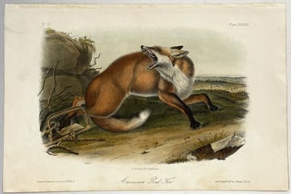 American Red Fox: Octavo Print from Audubon’s Quadrupeds of America, Circa 1849 – 1854