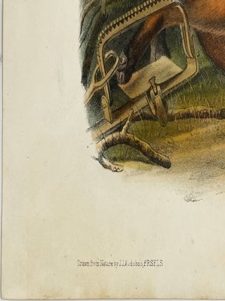 American Red Fox: Octavo Print from Audubon’s Quadrupeds of America, Circa 1849 – 1854