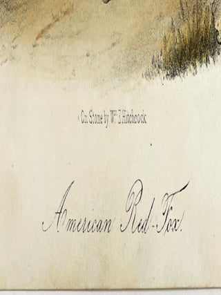 American Red Fox: Octavo Print from Audubon’s Quadrupeds of America, Circa 1849 – 1854