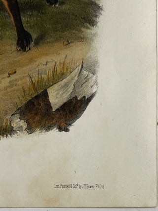 American Red Fox: Octavo Print from Audubon’s Quadrupeds of America, Circa 1849 – 1854