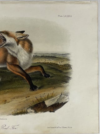 American Red Fox: Octavo Print from Audubon’s Quadrupeds of America, Circa 1849 – 1854
