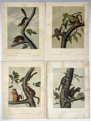 Item #737 Group of Four Octavo Prints from Audubon’s Quadrupeds of America: Depicting...