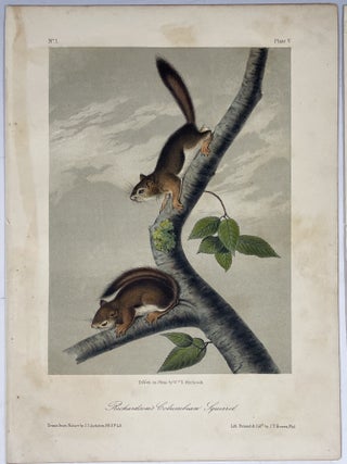 Group of Four Octavo Prints from Audubon’s Quadrupeds of America: Depicting Squirrels. Circa 1949 – 1854