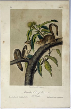 Group of Four Octavo Prints from Audubon’s Quadrupeds of America: Depicting Squirrels. Circa 1949 – 1854
