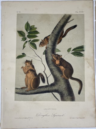 Group of Four Octavo Prints from Audubon’s Quadrupeds of America: Depicting Squirrels. Circa 1949 – 1854