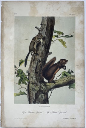Group of Four Octavo Prints from Audubon’s Quadrupeds of America: Depicting Squirrels. Circa 1949 – 1854