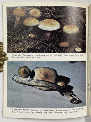Field Guide to the Psilocybin Mushroom