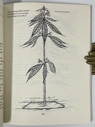 The Primo Plant: Growing Sinsemilla Marijuana