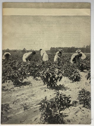 Drug Plants Under Cultivation